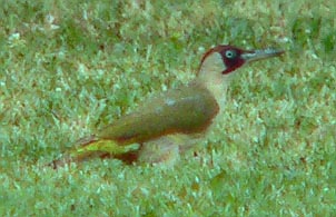 Groenespecht220605E